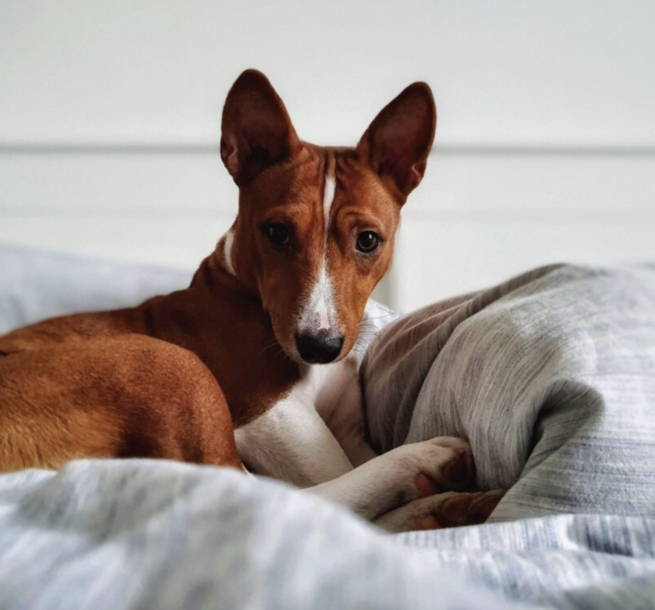 Dog on Bed at Dog & Fox Hotel