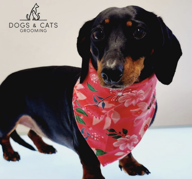 Dogs & Cats Grooming - Daschund with bandana