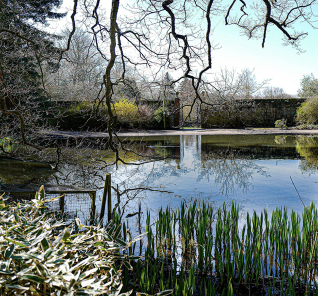 FOCP - image of the pond in Cannizaro