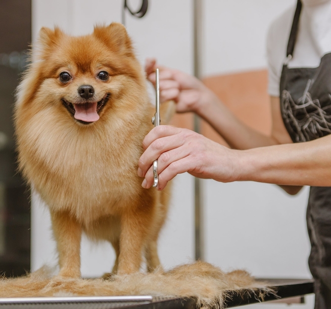 Pet Pavilion Dog Being Groomed