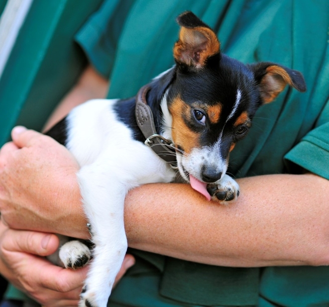 Stone Lion Hospital - dog being held in vet's arms