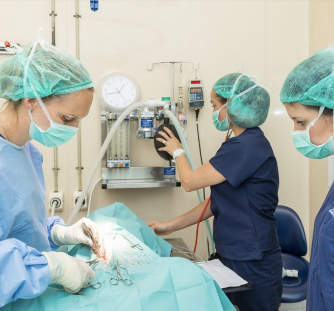 Stone Lion - Vets operating on animal