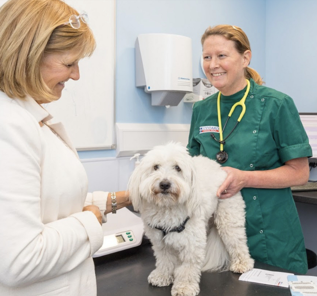 Stone Lion - vet treating animal with owner present