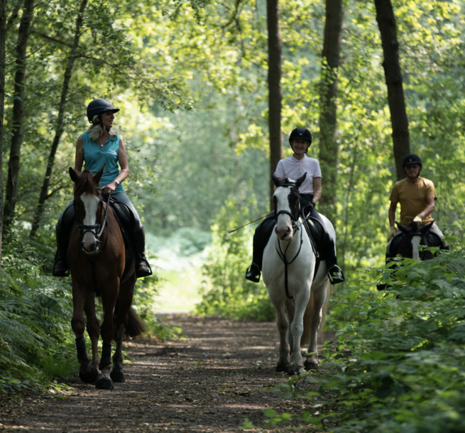 Wimbledon Village Stables - 3 riders in woods