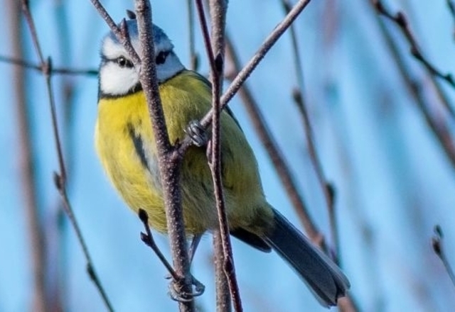 Wimbledon Common Bird Walk Image