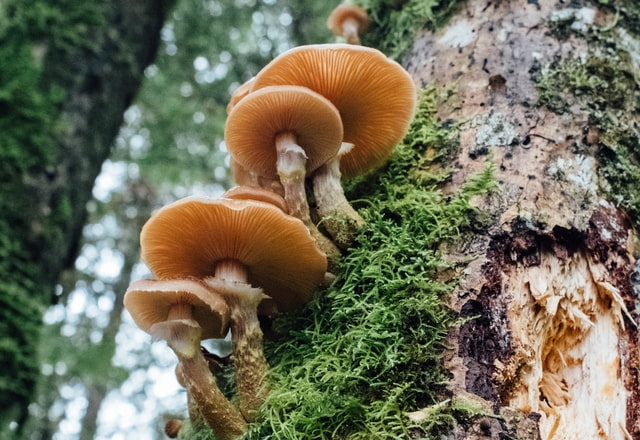 Foray into fungi image - fungi on tree