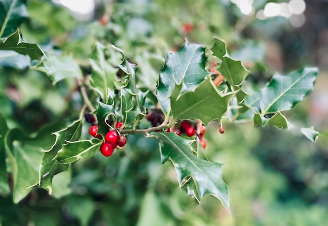 Natural Seasonal Decorations image: Holly leaves and berries