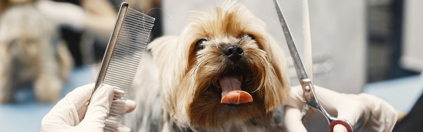 Pet Care banner image - dog being groomed