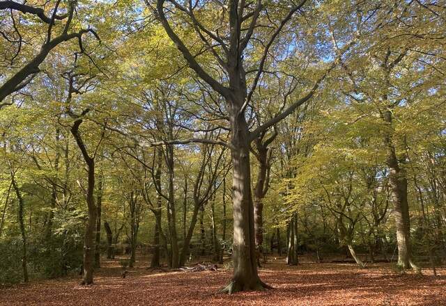 Wimbledon Common - Conservator's Annual Open Meeting image