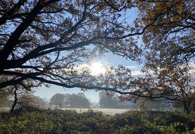 Wimbledon Common on a sunny winter's day