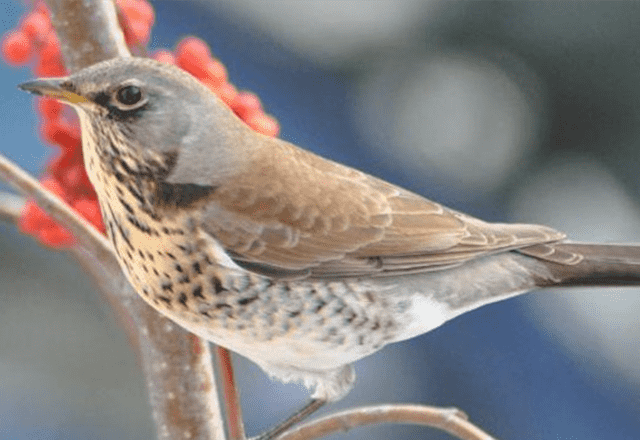 Birdsong course 2024: image of bird