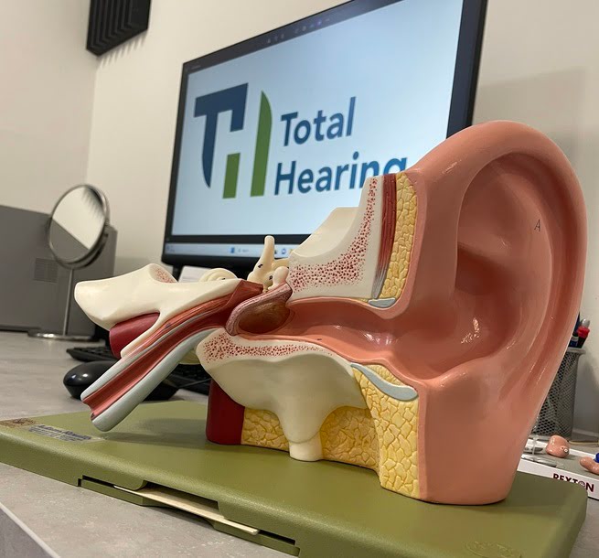 Model of Ear - Total Hearing