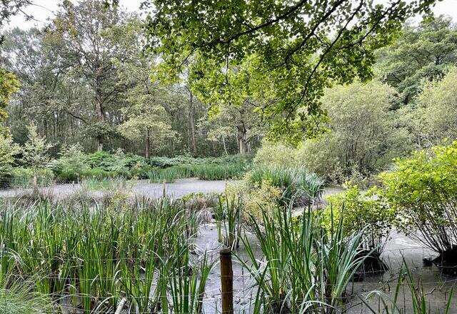 Wimbledon Common