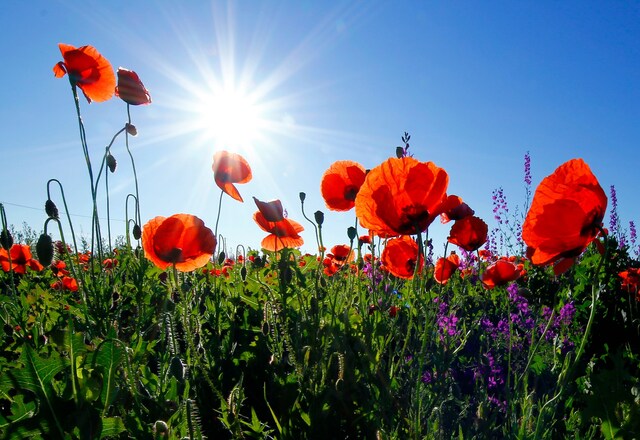 Poppies in Field